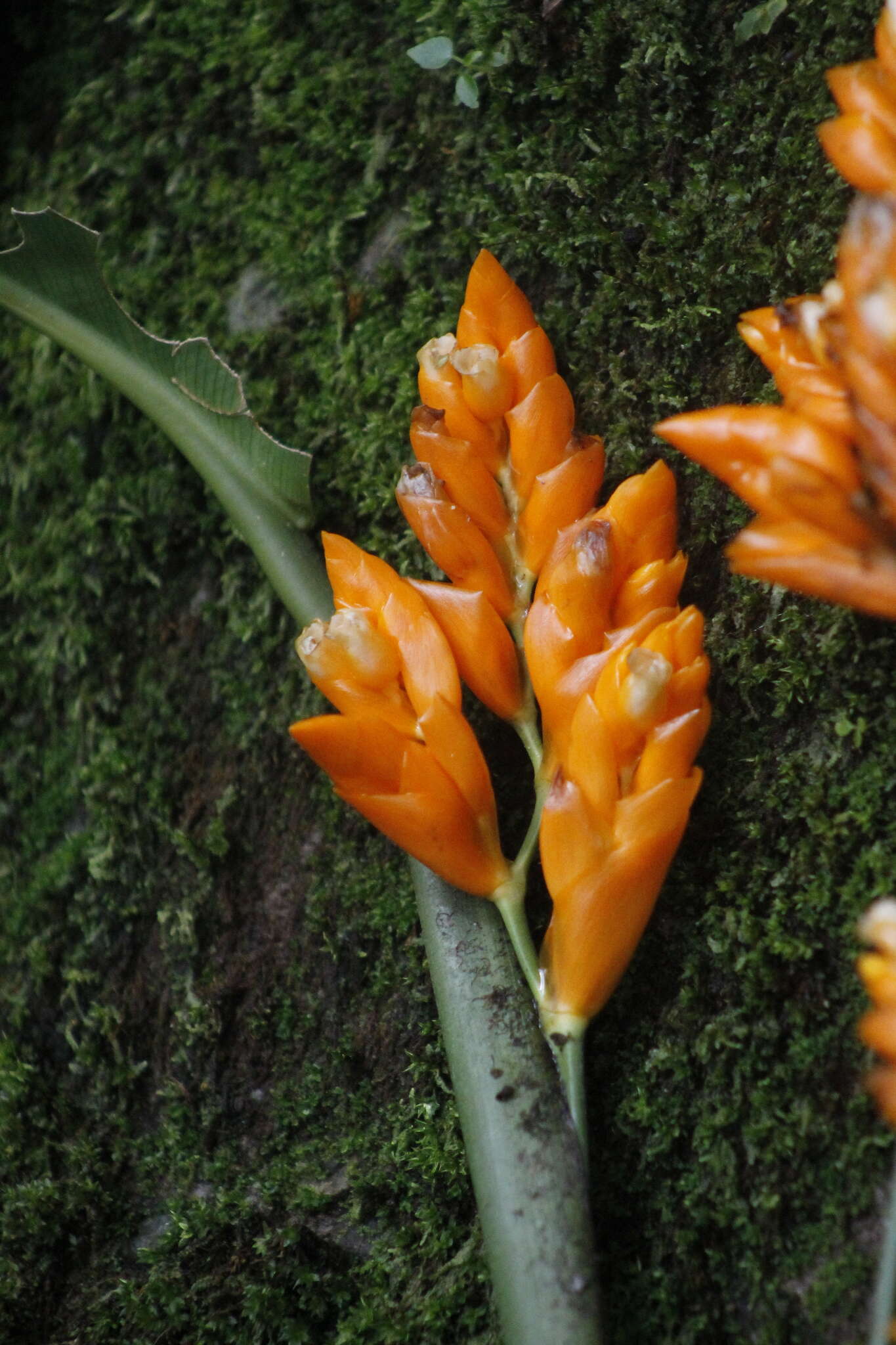 Image of Stromanthe jacquinii (Roem. & Schult.) H. Kenn. & Nicolson