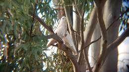 Image of Little Corella