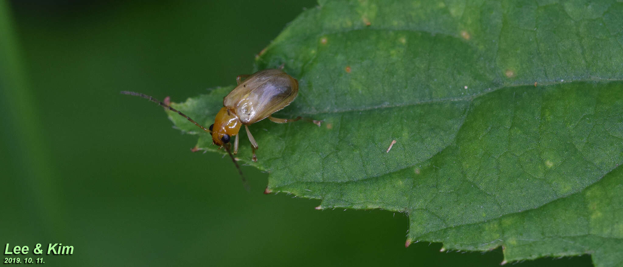 Image of <i>Monolepta shirozui</i>