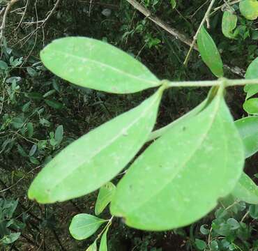 Image of Strychnos gerrardii N. E. Br.