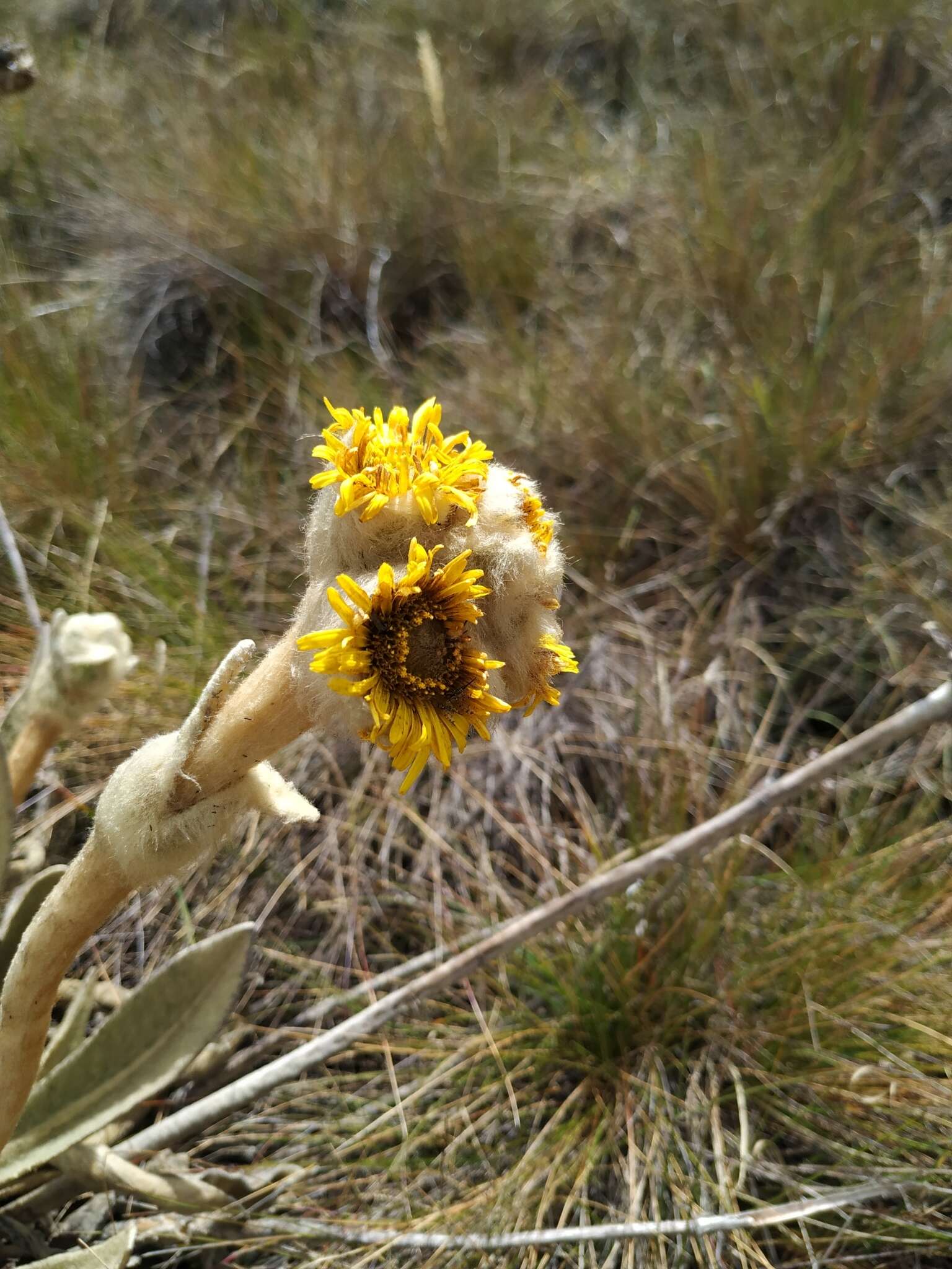 Image of Espeletia congestiflora Cuatrec.