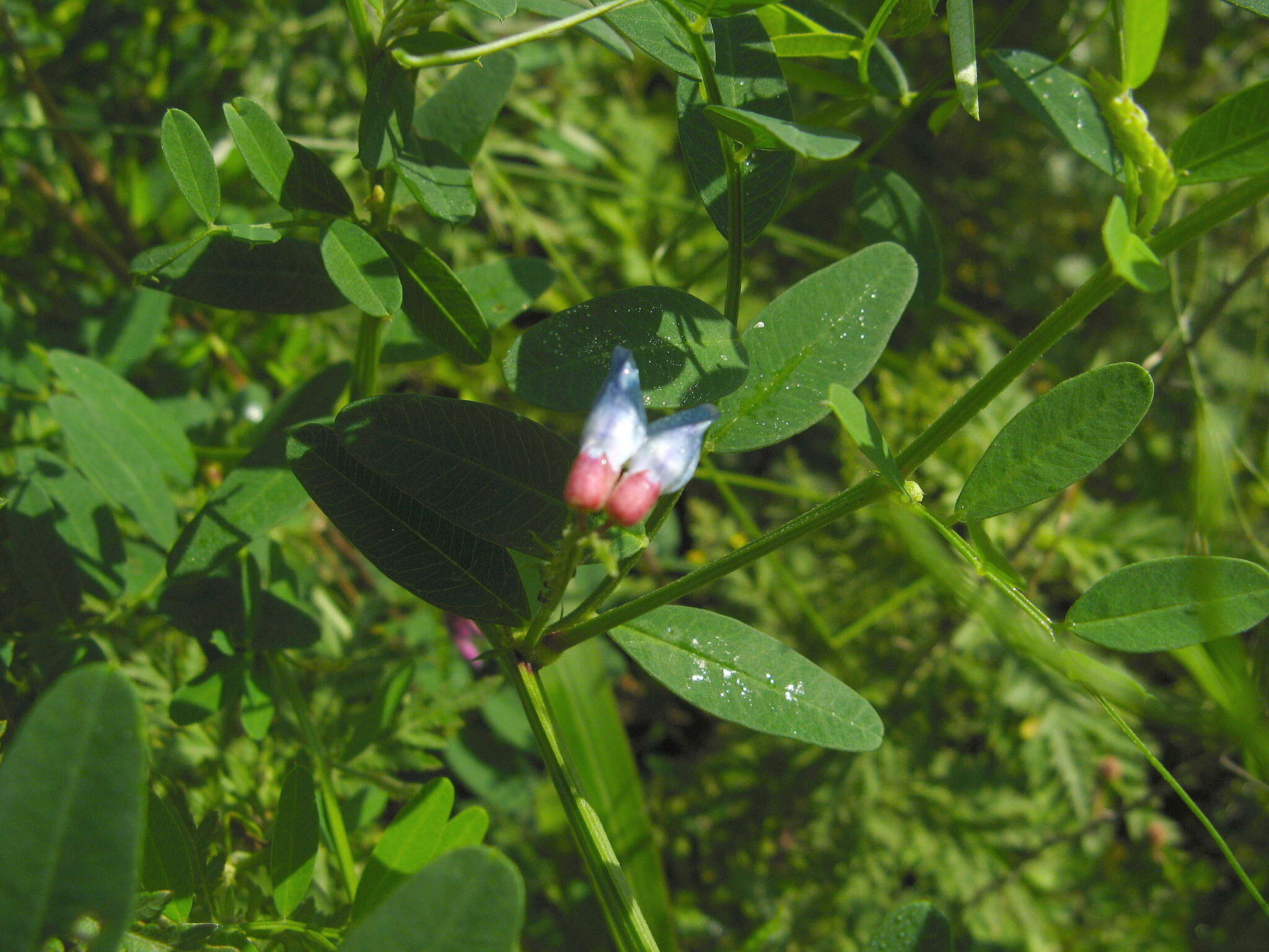 Image of Vicia amurensis Oett.