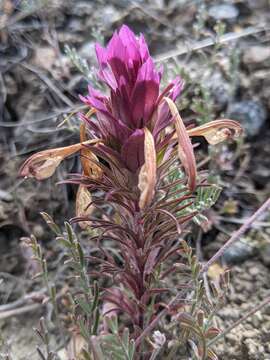 Image of Shasta owl's-clover