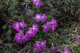 Plancia ëd Primula clusiana Tausch