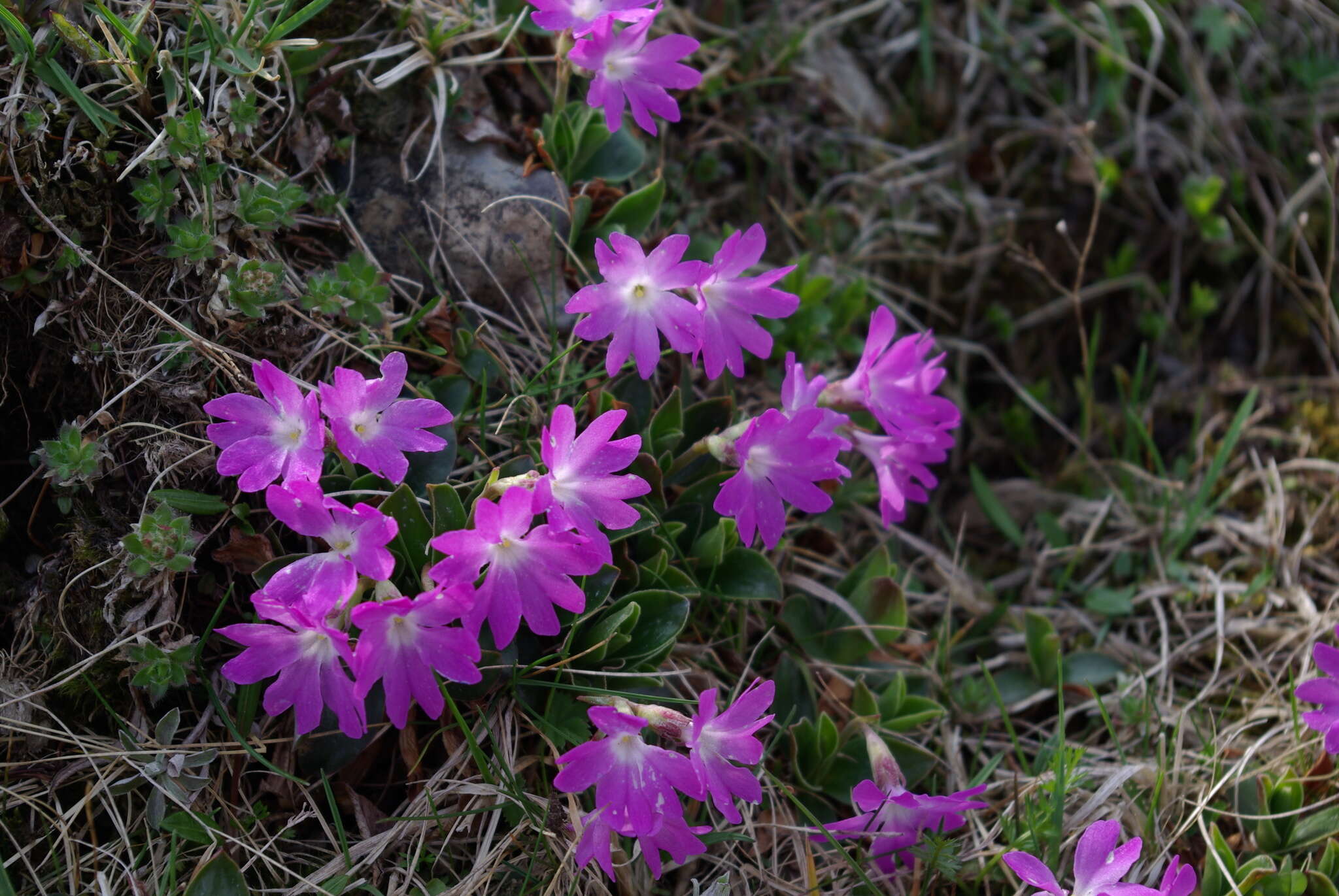 Image of Primula clusiana Tausch