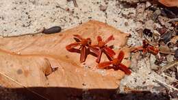 Image of Asteropeia amblyocarpa Tul.