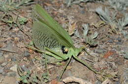 Imagem de Glyphonotus thoracicus (Fischer von Waldheim 1846)