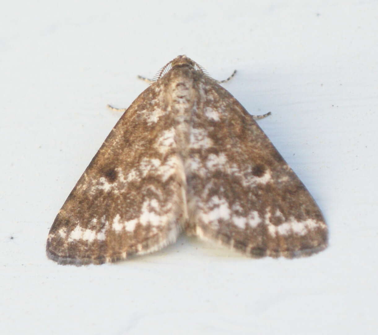 Image of Pine Powder Moth