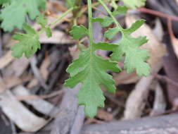 Image of wild parsley