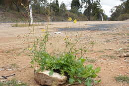 Image of wild parsley