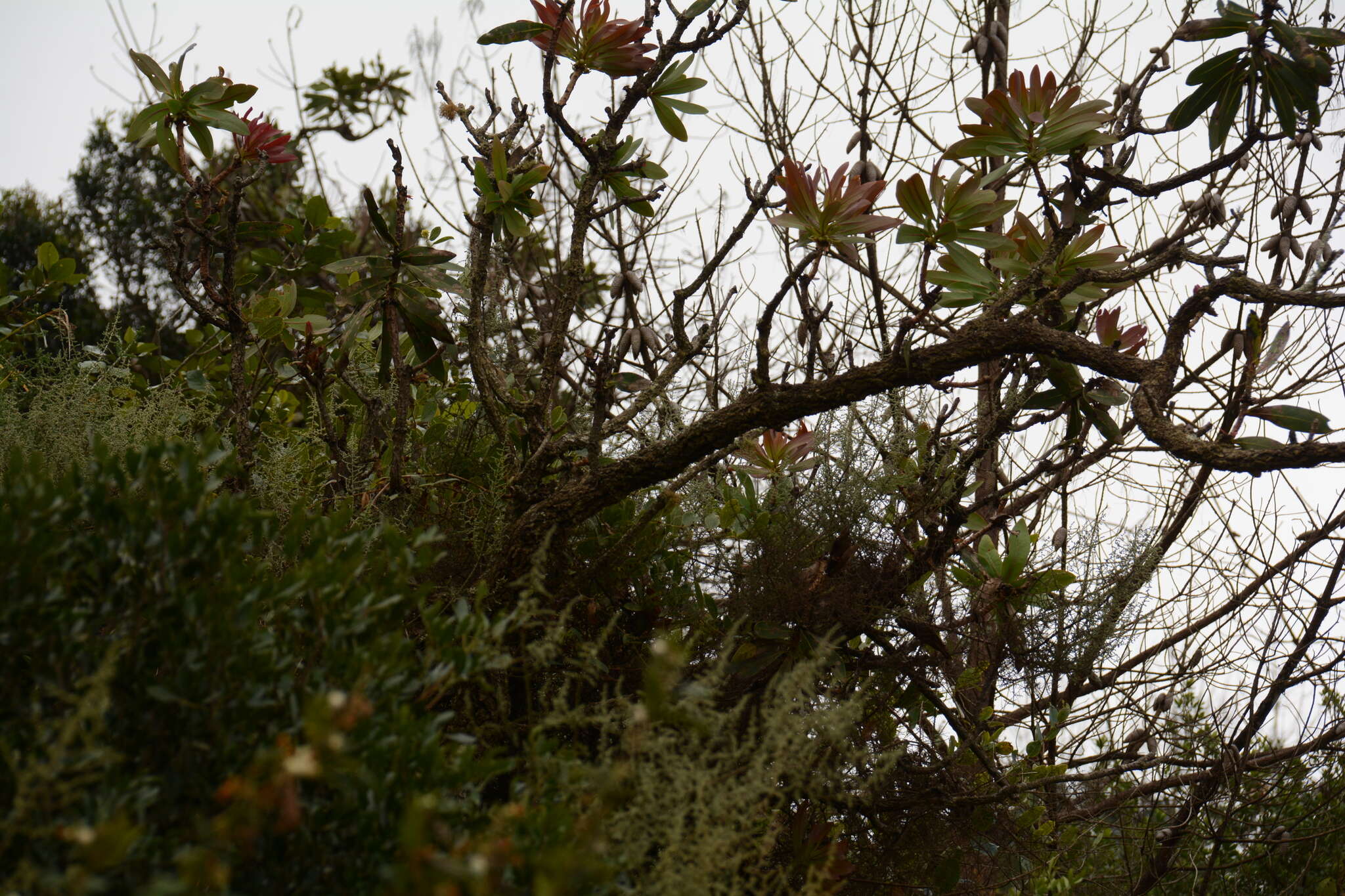 Plancia ëd Protea comptonii Beard