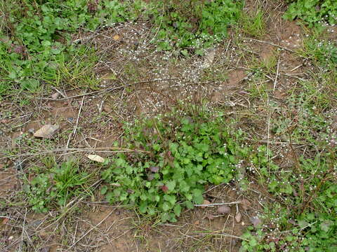 Imagem de Cineraria lyratiformis G. V. Cron