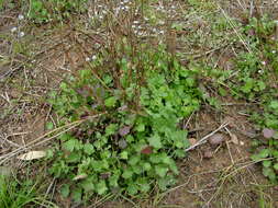 Image of wild parsley