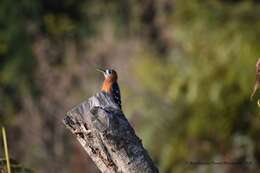 Image of Rufous-bellied Woodpecker