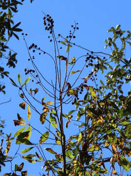 Image de Elliottia racemosa Muhl. ex Ell.