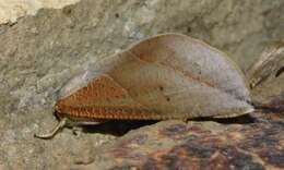 صورة Arcyophora patricula Hampson 1902