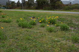 Image de Coreopsis lanceolata L.