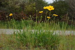 Image de Coreopsis lanceolata L.