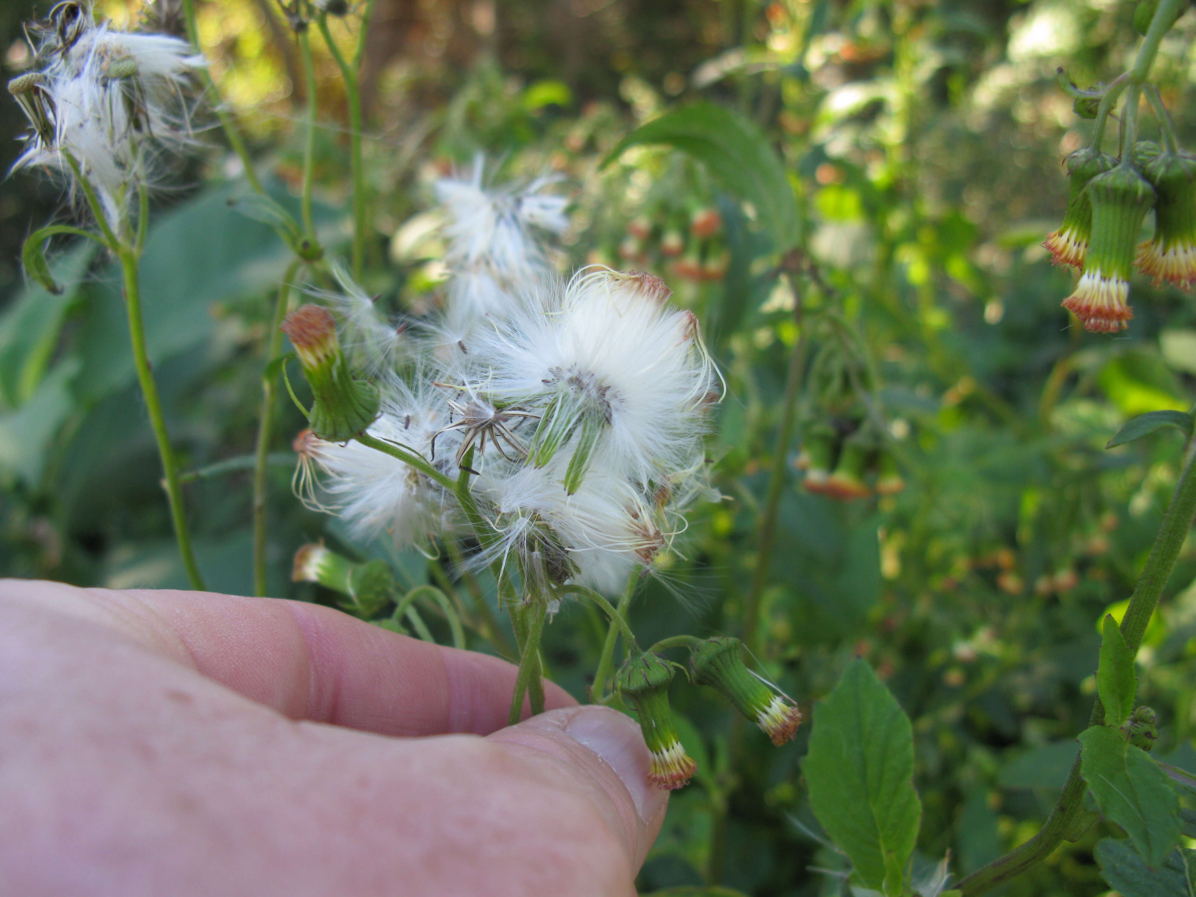 Image of ragleaf