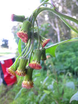 Image of ragleaf