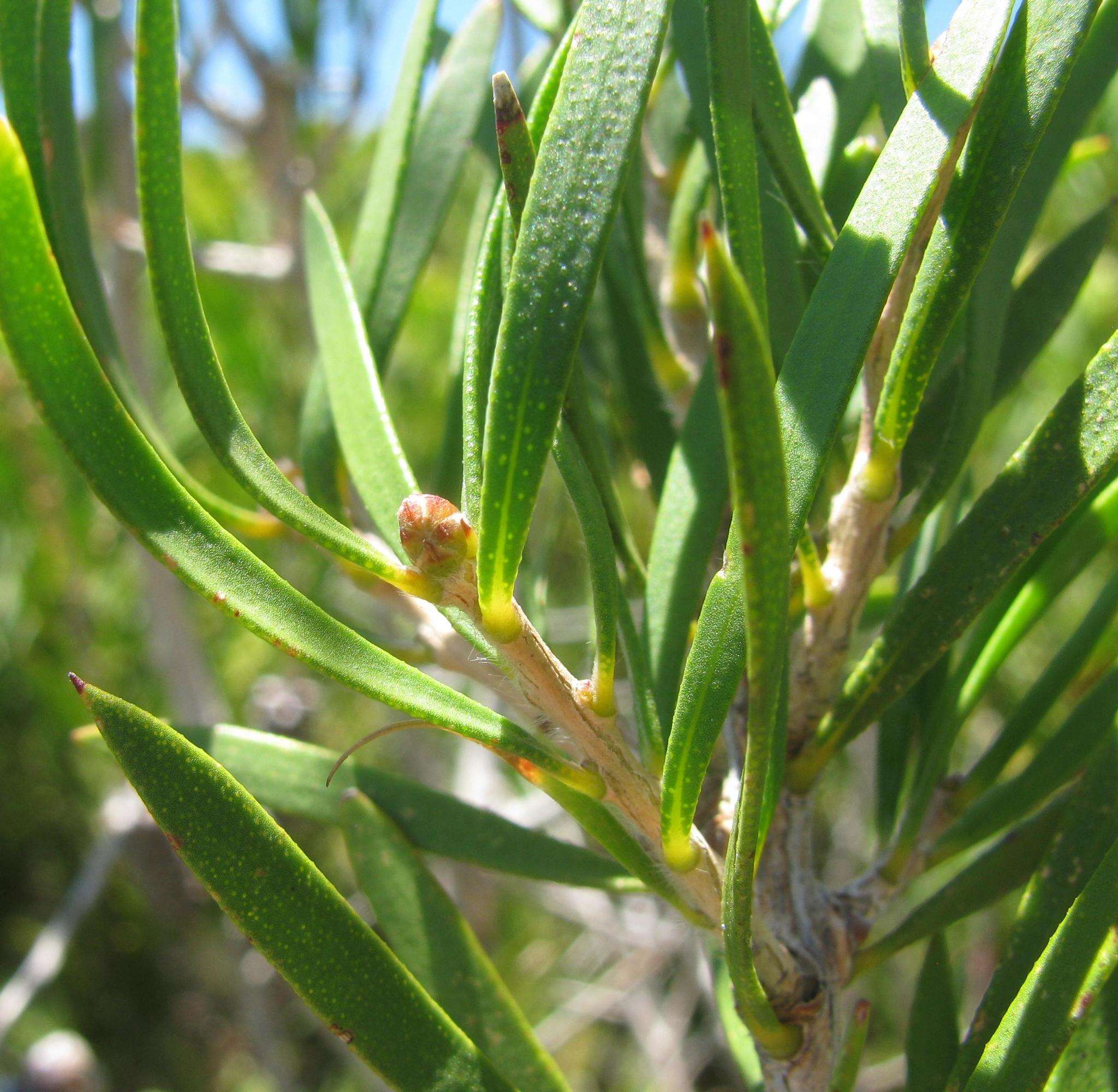 Image of scarlet bottlebrush