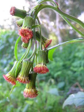 Image of ragleaf