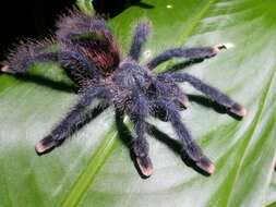 Image de Avicularia avicularia (Linnaeus 1758)