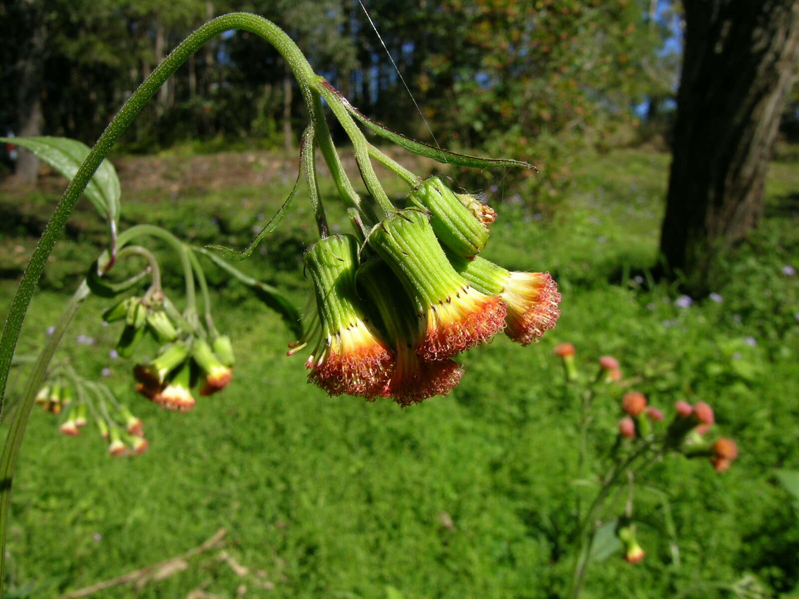 Image of ragleaf