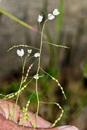 Image de Heliophila amplexicaulis L. fil.