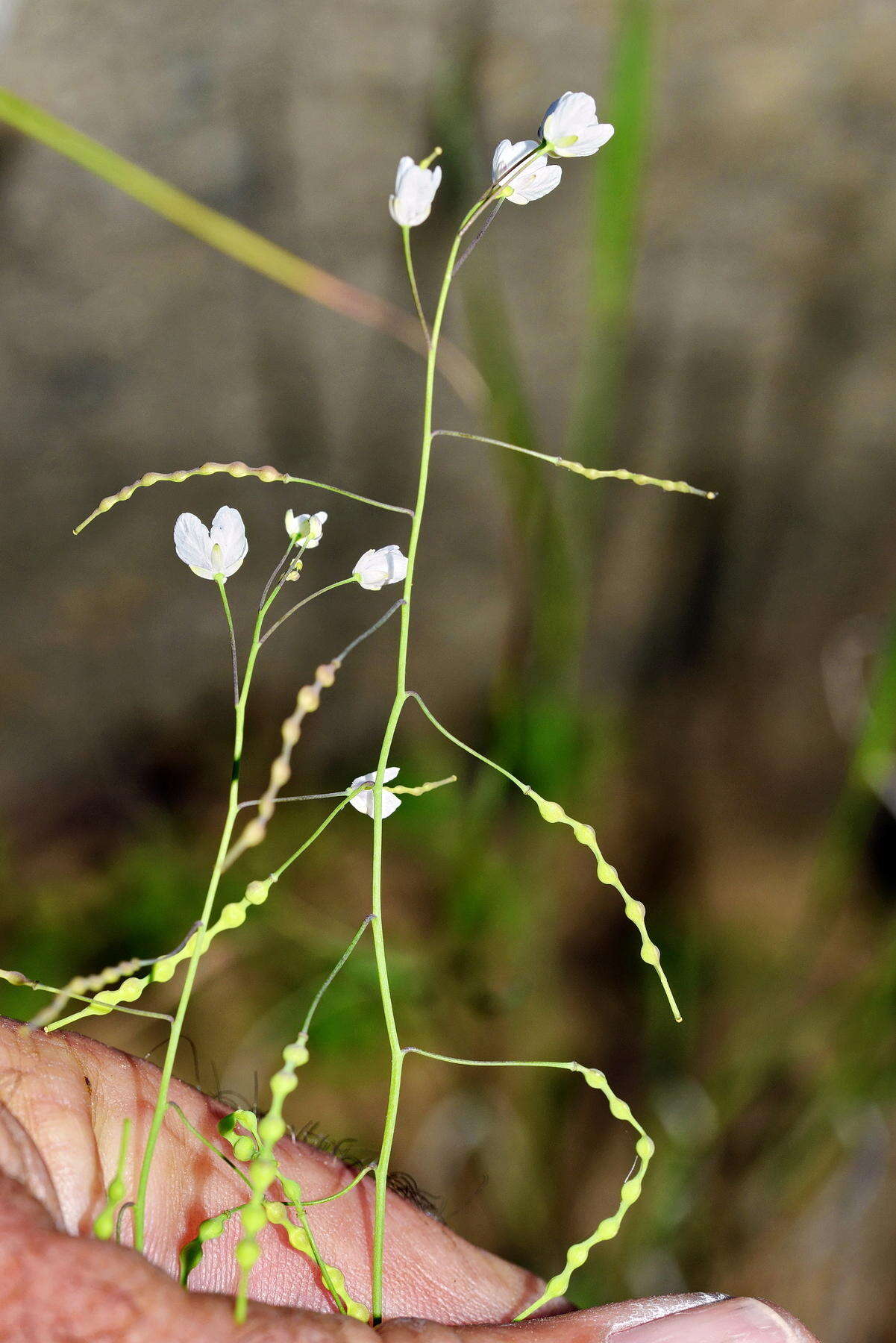 Image de Heliophila amplexicaulis L. fil.