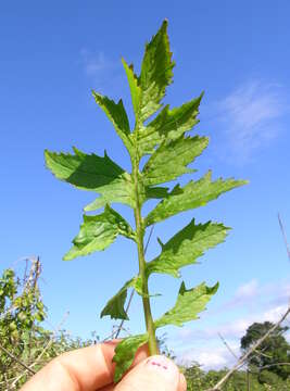 Image of ragleaf