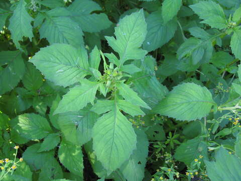 Image of ragleaf