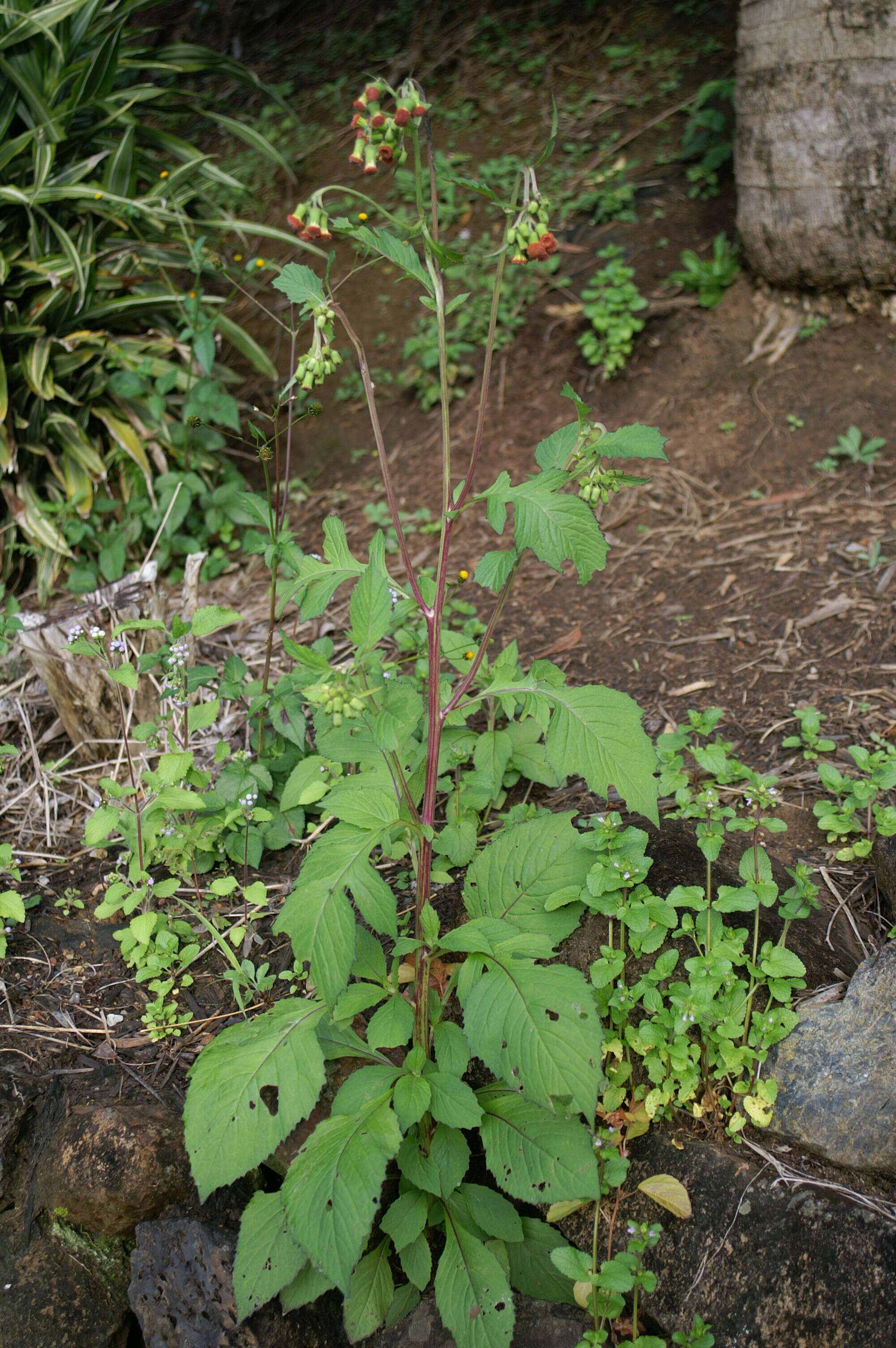 Image of ragleaf