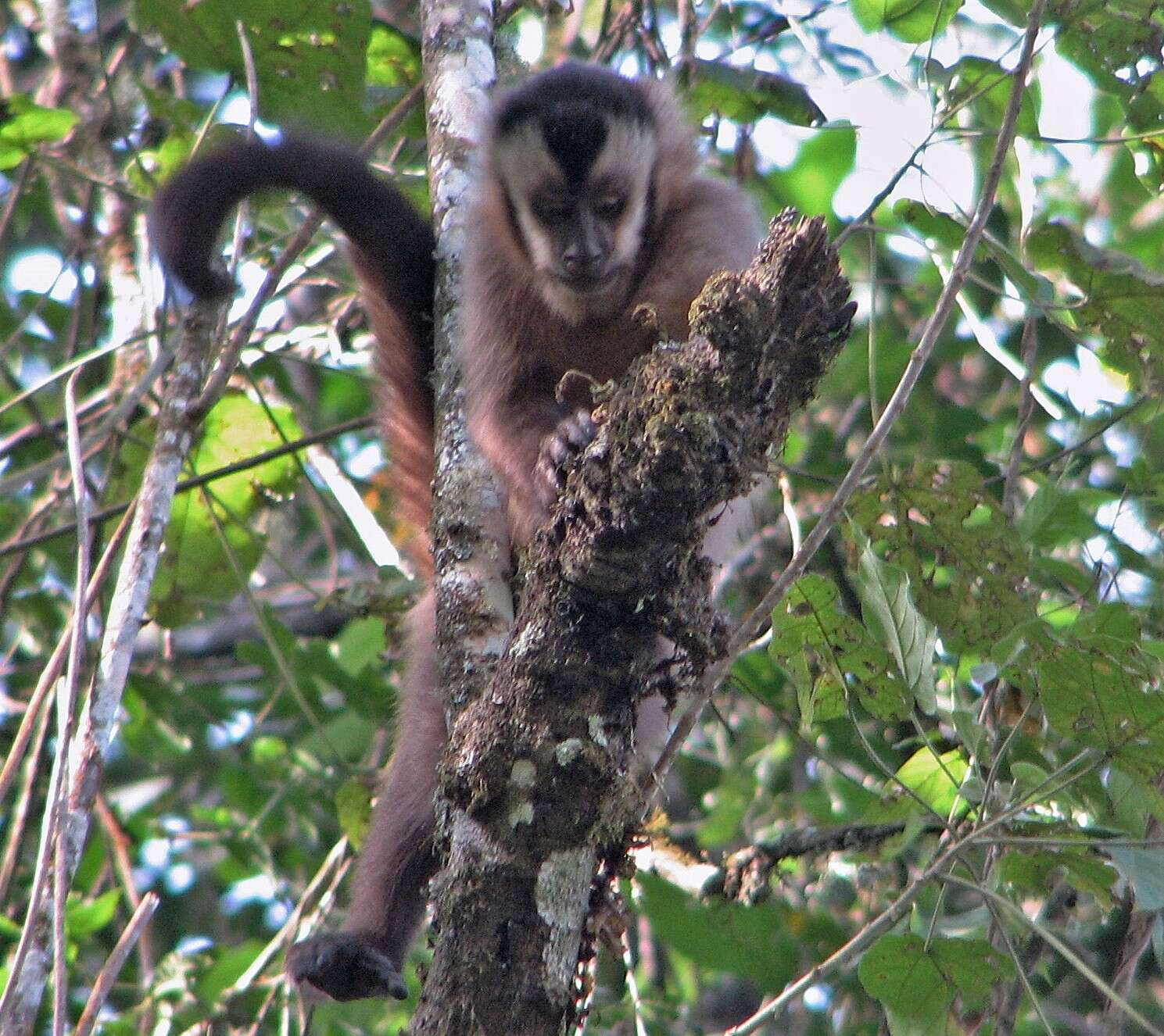 Image of Azaras’s Capuchin