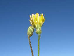 Image of smooth hawksbeard