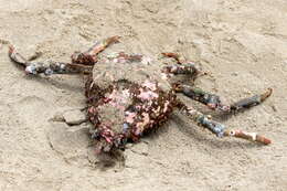 Image of Sheep crab