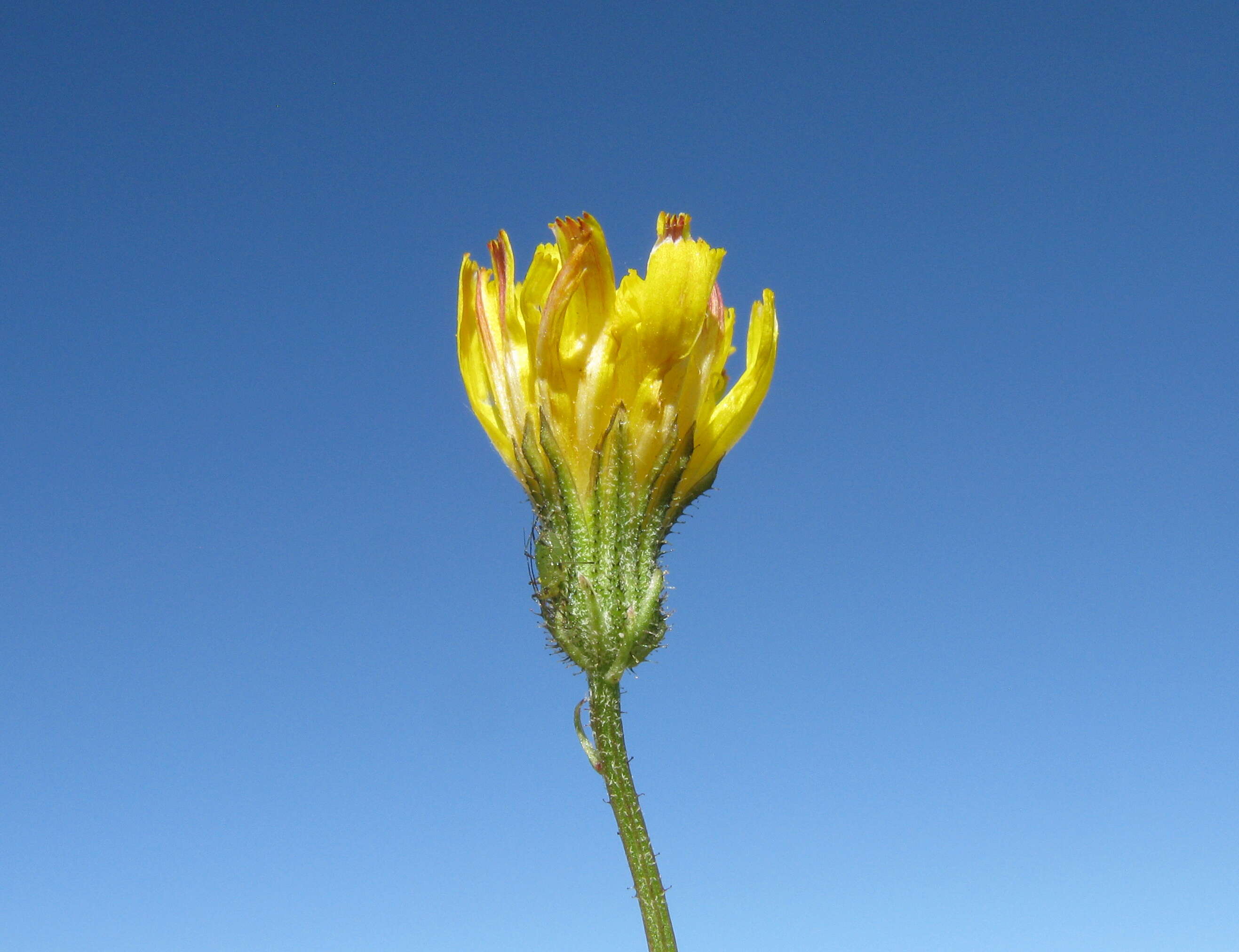 Image of smooth hawksbeard