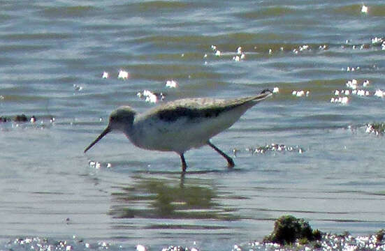 Image of Marsh Sandpiper