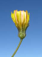 Image of smooth hawksbeard