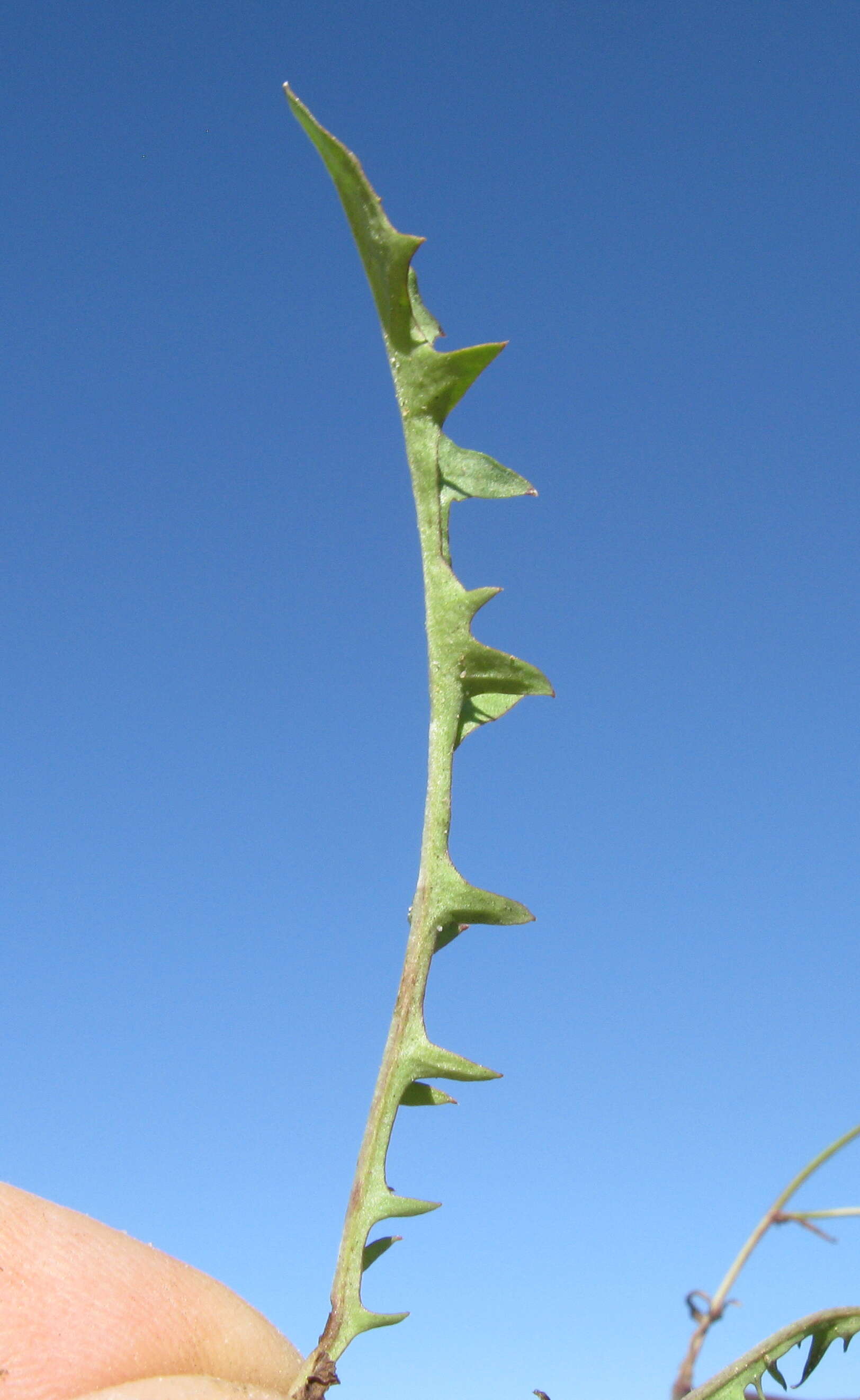 Image of smooth hawksbeard