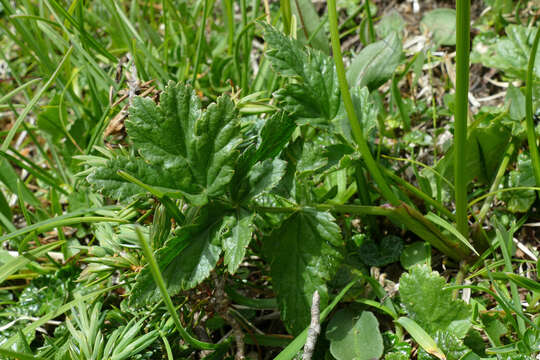 Image of Heracleum austriacum L.