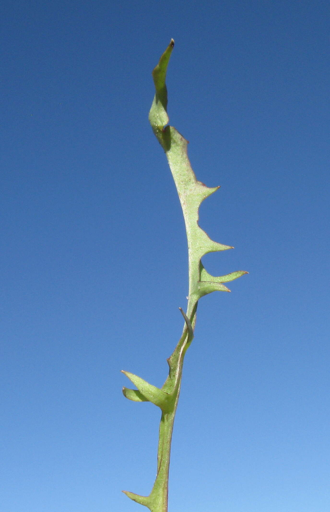 Image of smooth hawksbeard