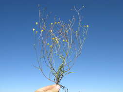 Image of smooth hawksbeard