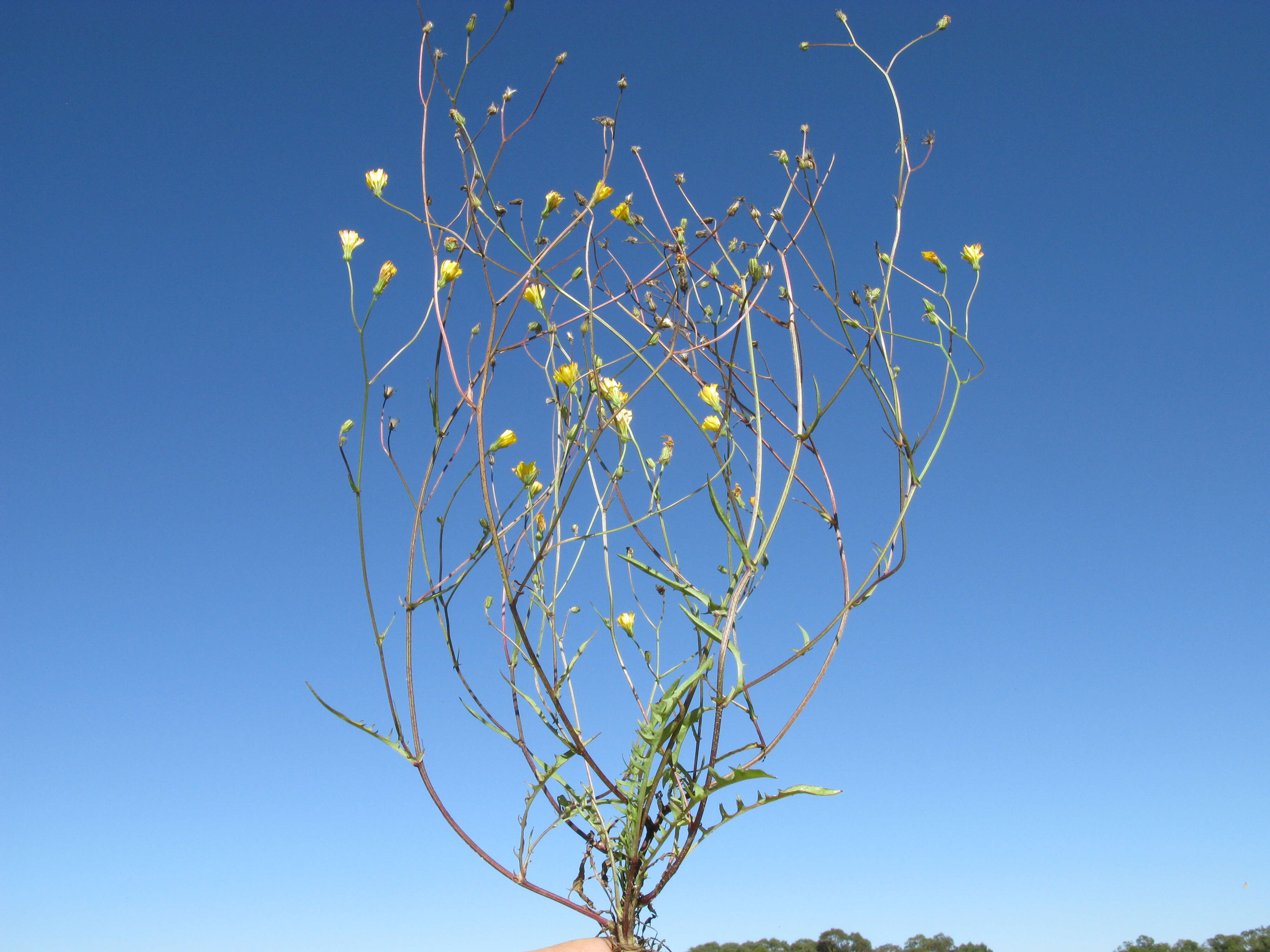 Image of smooth hawksbeard