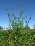 Image of Queen Anne's lace