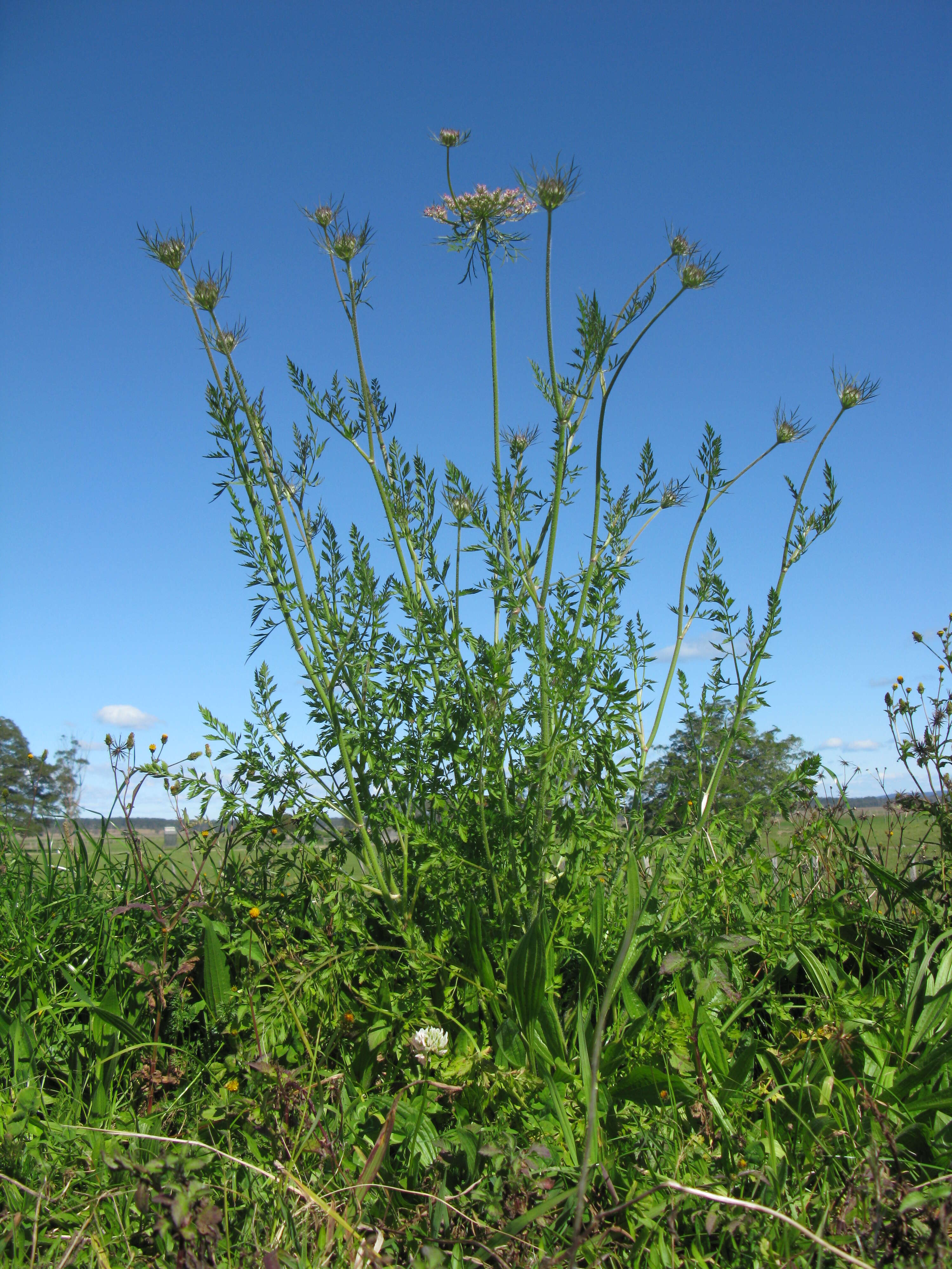 Image of Queen Anne's lace