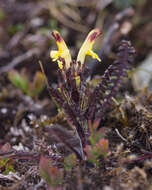 Image of Oeder's lousewort