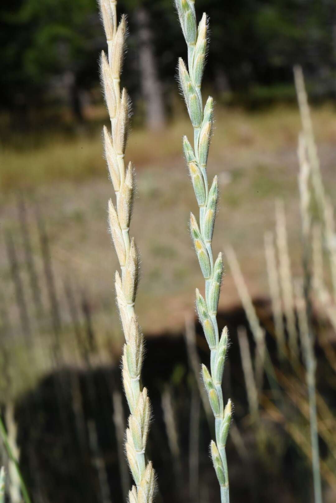 Image of Thinopyrum intermedium subsp. barbulatum (Schur) Barkworth & D. R. Dewey