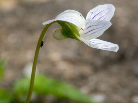 Image de Viola betonicifolia var. albescens (Nakai) Maekawa & Hashimoto