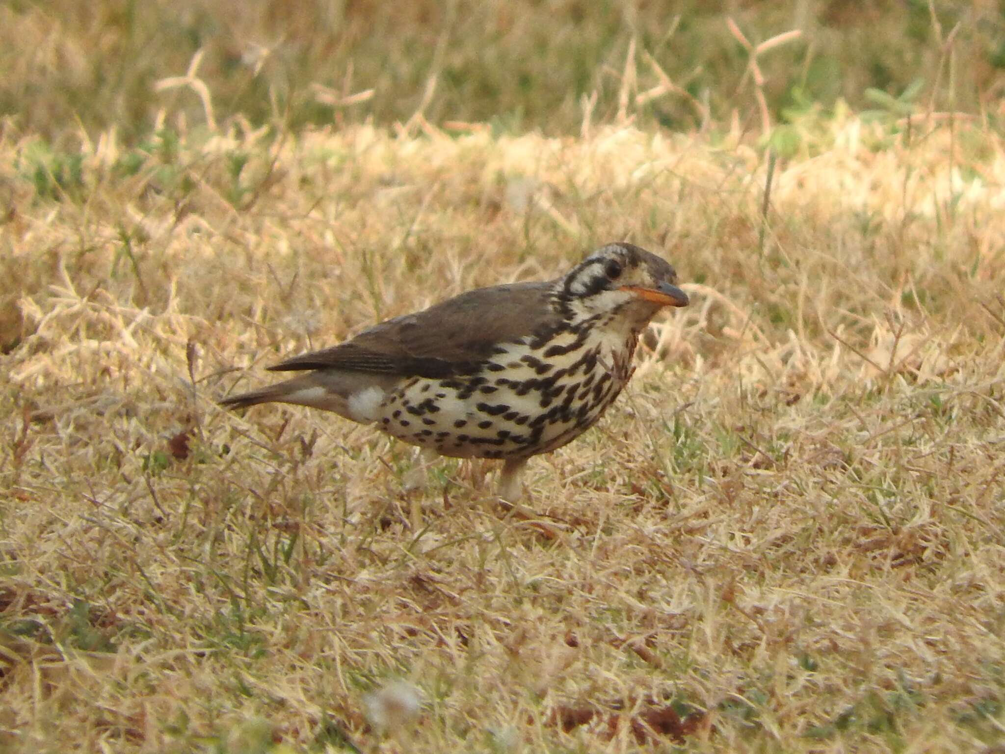 Image of Groundscraper Thrush